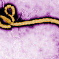 Ebola Virus Transmission And Treatment