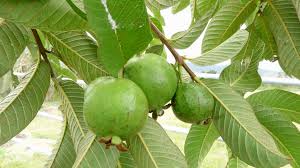 psidium-guajava-leaves-mouthwash