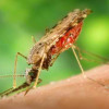 Alternative Ways To Save Yourself From Mosquitoes image