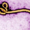 Ebola Virus Transmission And Treatment image