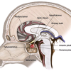 Pituitary Adenoma image