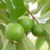 Effectivity of Guava Leaves (Psidium guajava) as Mouthwash for Patients with Aphthous Ulcers image